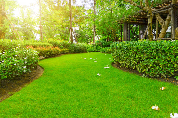 Lawn Care